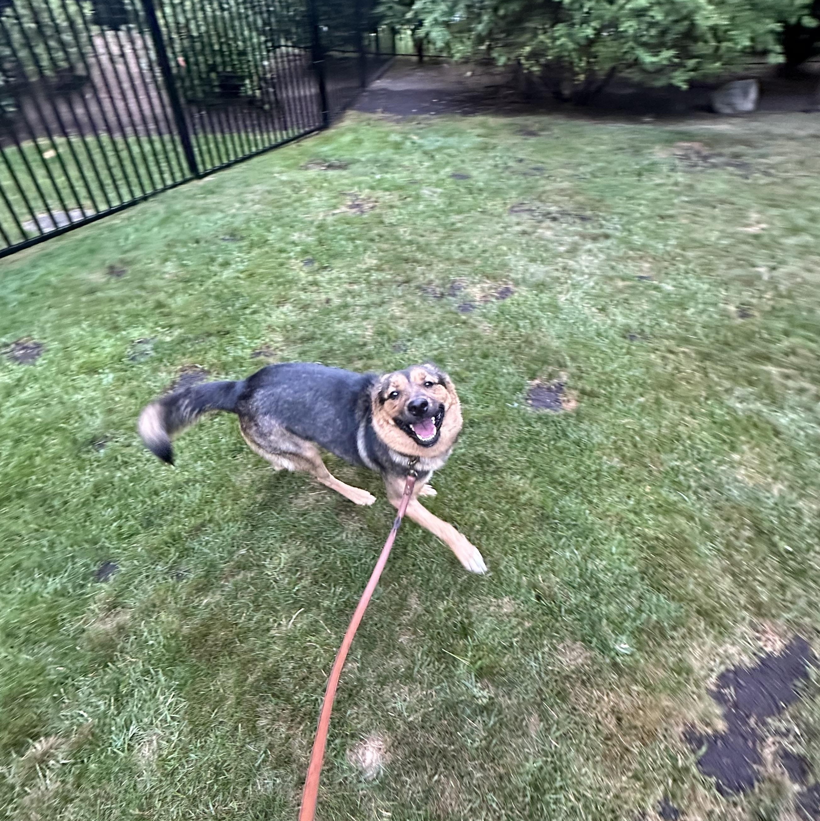 Hazel - happy, friendly and playful, a Adoptable mixed breed in Weston, MA image 3/5