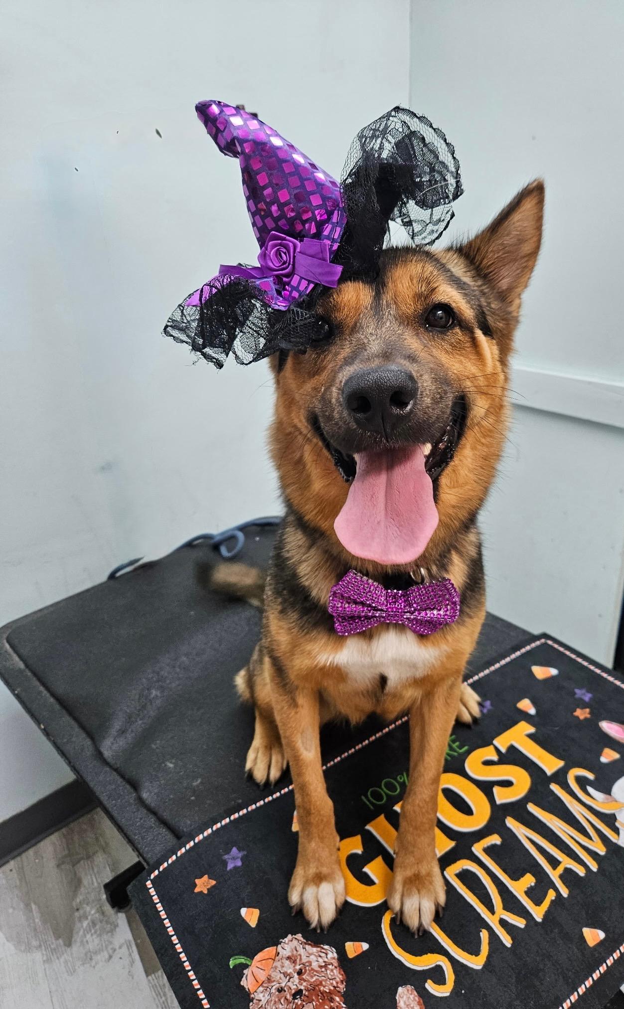Hazel - happy, friendly and playful, a Adoptable mixed breed in Weston, MA image 4/5