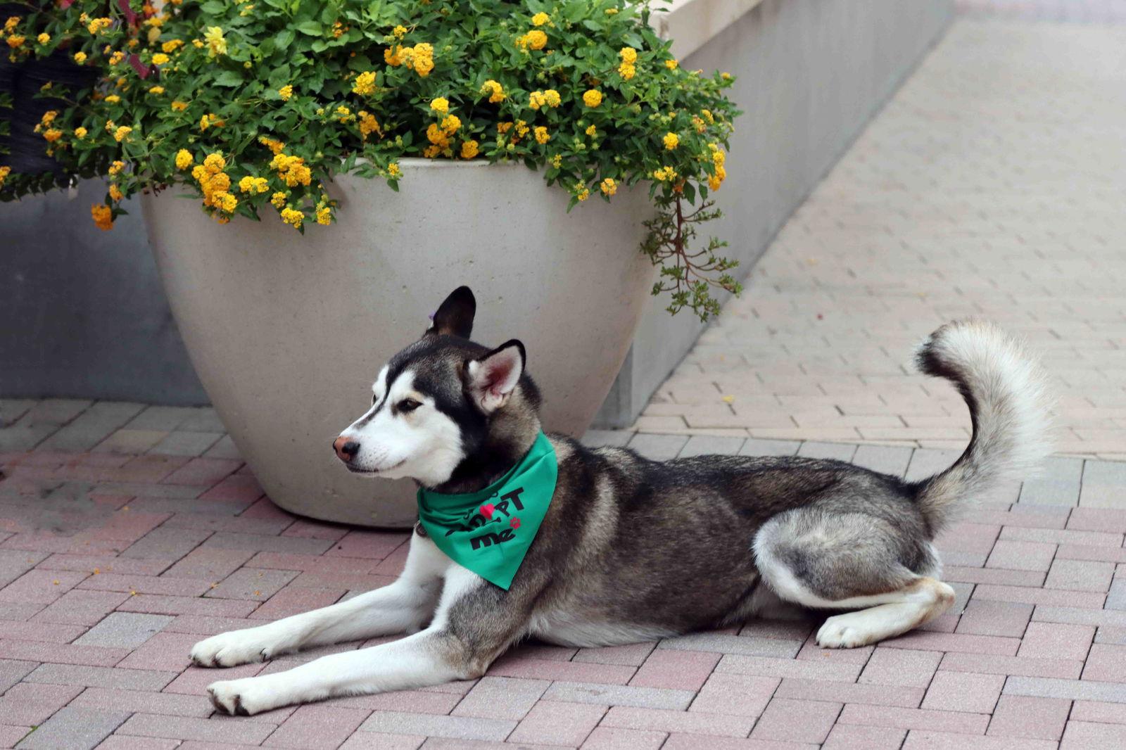 Frankie Avalon, Adoptable, Young Male Siberian Husky.