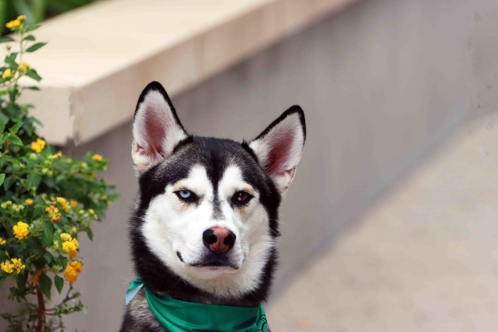 Frankie Avalon, Adoptable, Young Male Siberian Husky.