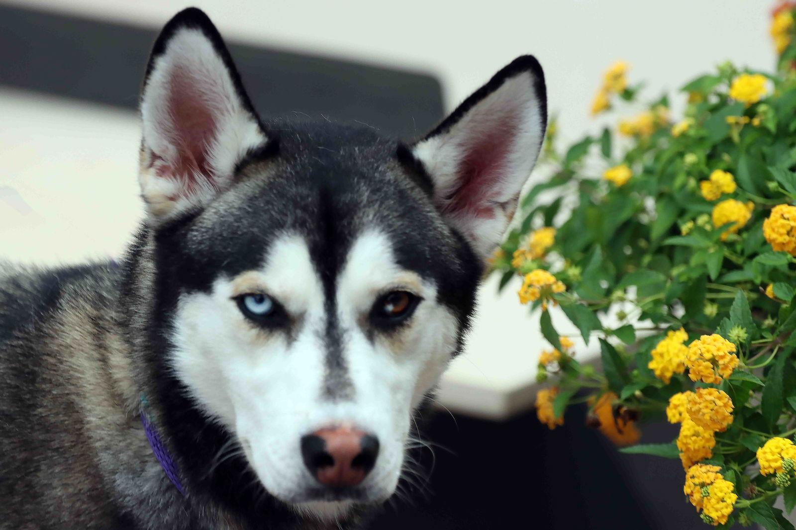 Frankie Avalon, a Adoptable Siberian Husky in Walnut Creek, CA image 3/3