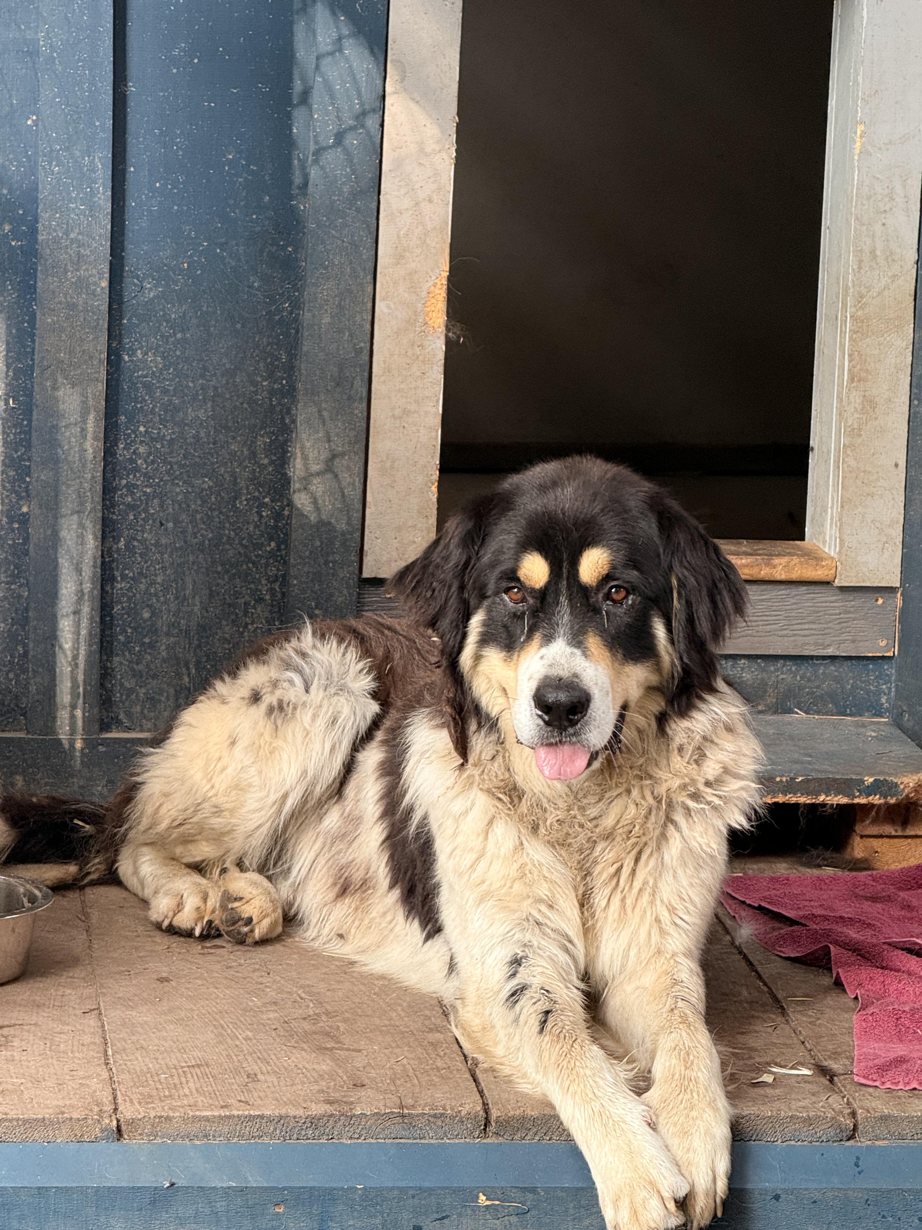 Pretty Boy, Adoptable, Young Male Newfoundland Dog.