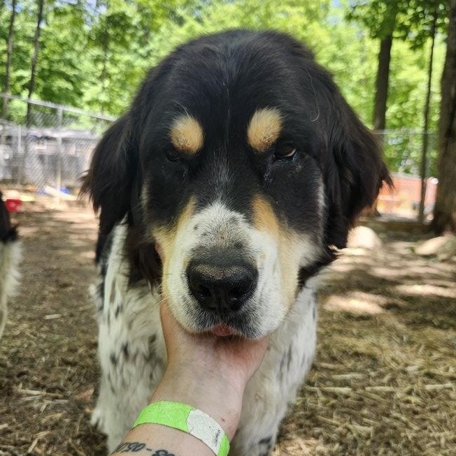 Pretty Boy, adoptable, Adult Male Newfoundland Dog & Great Pyrenees.