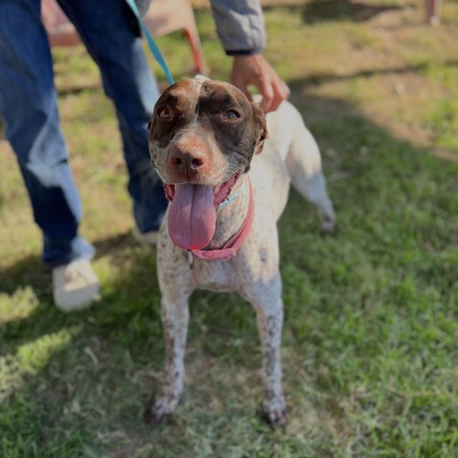 Enlarge Daisy, a ADOPTABLE German Shorthaired Pointer in San Diego, CA image 2/4