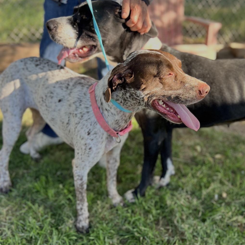 Enlarge Daisy, a ADOPTABLE German Shorthaired Pointer in San Diego, CA image 3/4