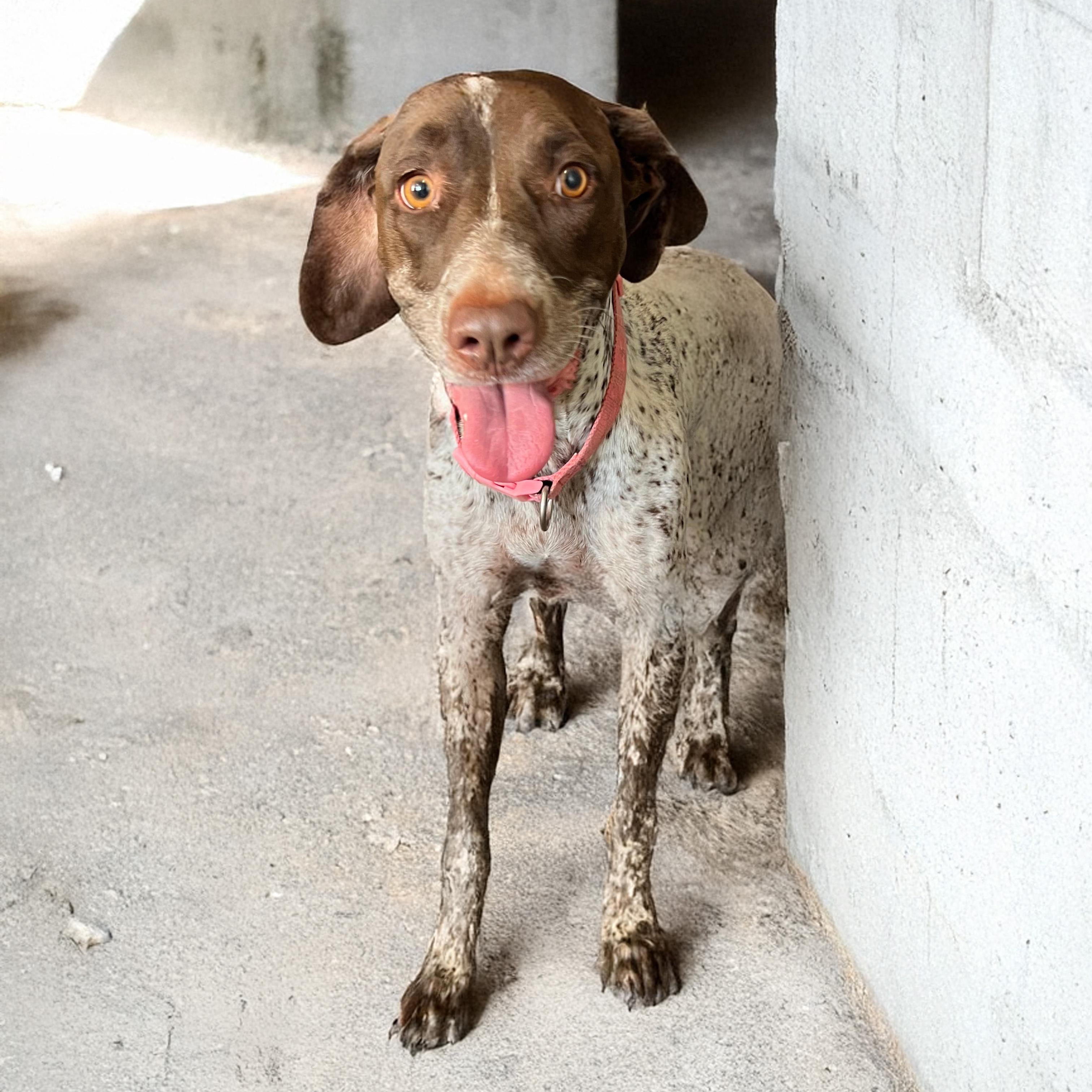 Enlarge Daisy, a ADOPTABLE German Shorthaired Pointer in San Diego, CA image 1/4