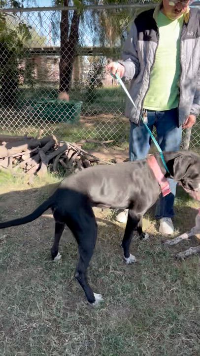 Enlarge Daisy, a ADOPTABLE German Shorthaired Pointer in San Diego, CA video 4/4