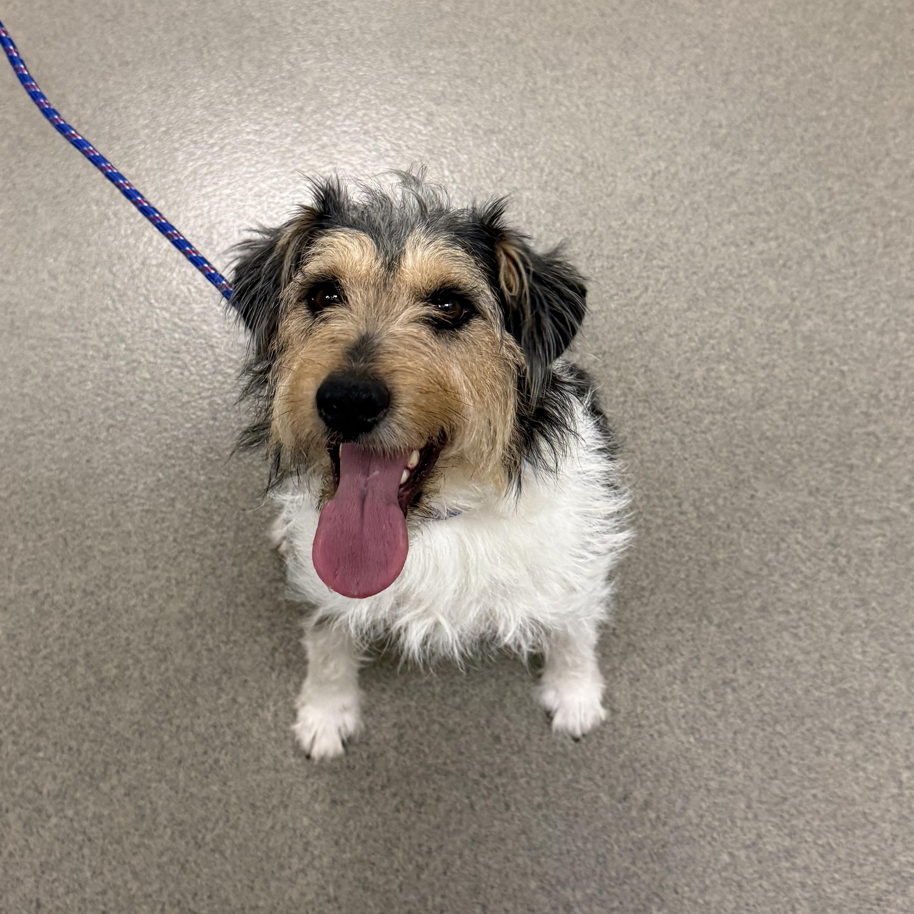 Rocket, adopted, Adult Male Rat Terrier.