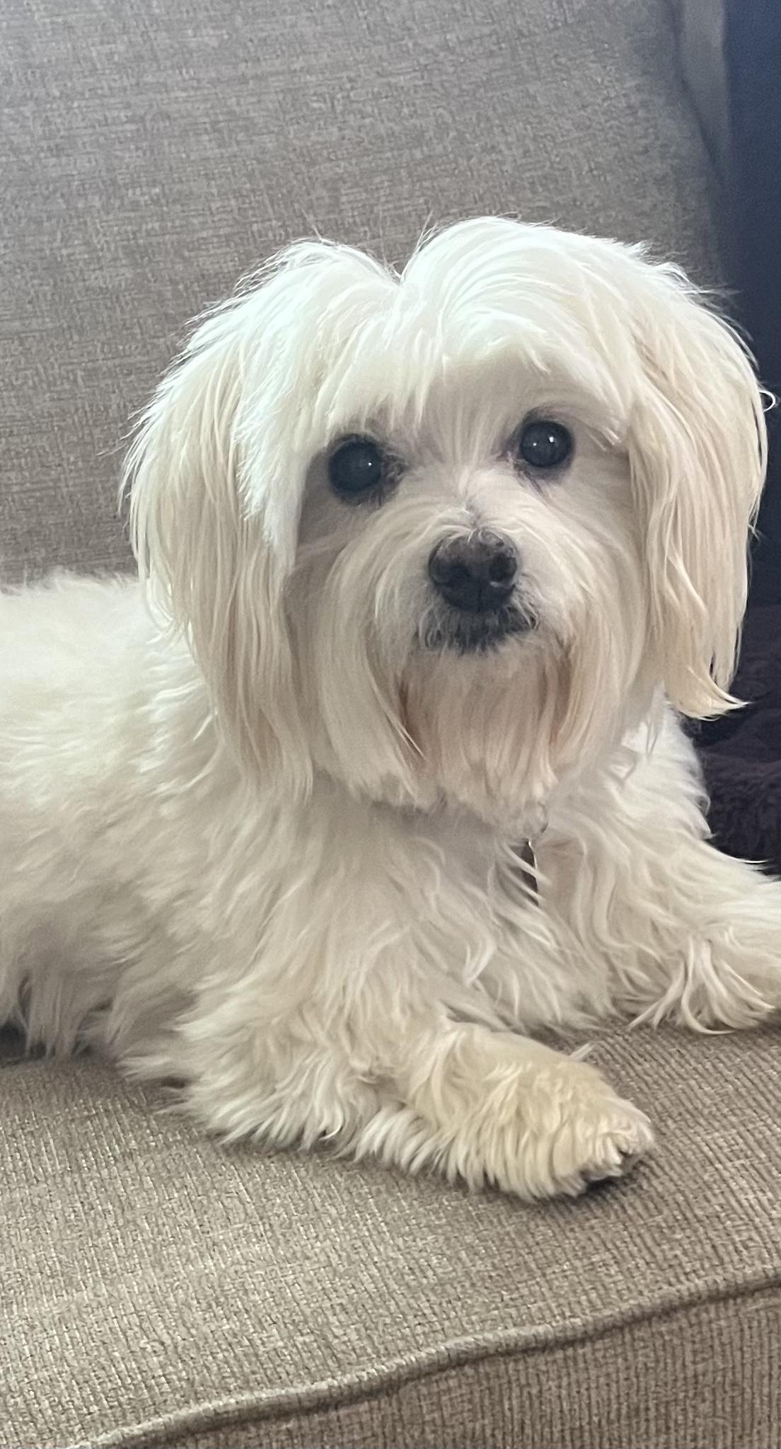 Cooper #458, a Adoptable mixed breed in Placentia, CA image 1/2
