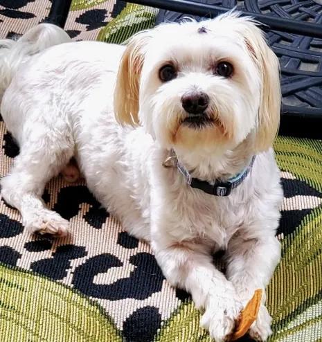 Cooper #458, a Adoptable mixed breed in Placentia, CA image 2/2