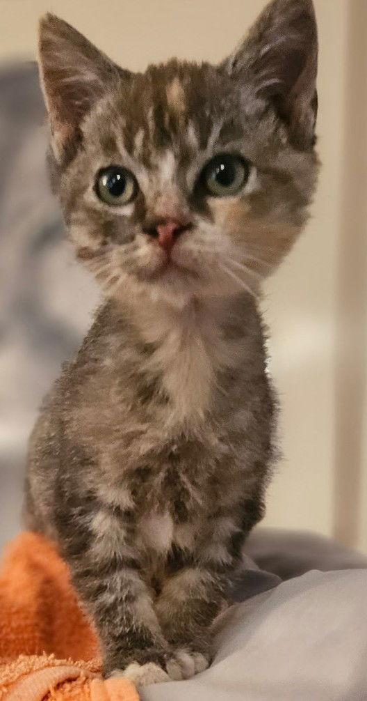 Enlarge Merry-ADOPTED, a Adopted Domestic Short Hair in San Jose, CA image 1/1