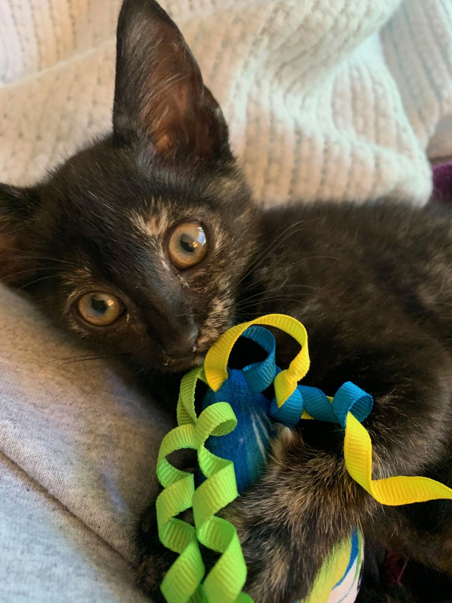 Enlarge Skittles - Torti - Experience the Rainbow!, a Adoptable Calico in Atlanta, GA image 1/3