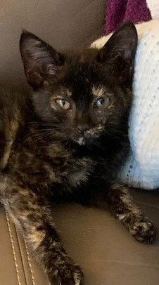 Skittles - Torti - Experience the Rainbow!, a Adoptable Calico in Atlanta, GA image 1/3