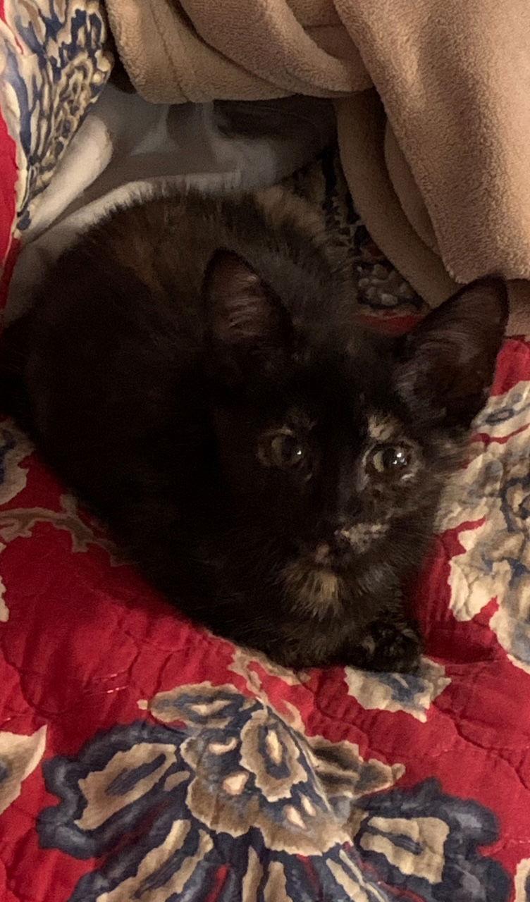 Skittles - Torti - Experience the Rainbow!, a Adoptable Calico in Atlanta, GA image 2/3