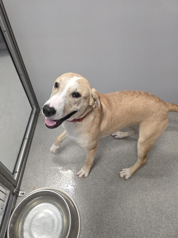 Spare, a Adoptable Hound in Wellington, KS image 1/5