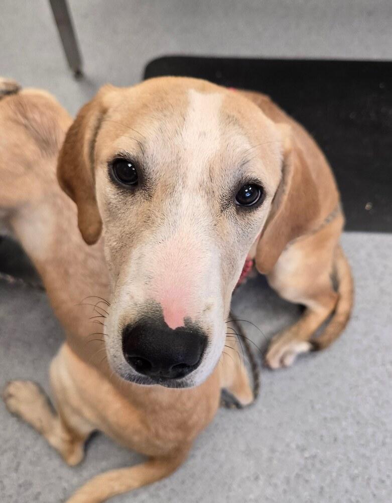 Spare, a Adoptable Hound in Wellington, KS image 2/5