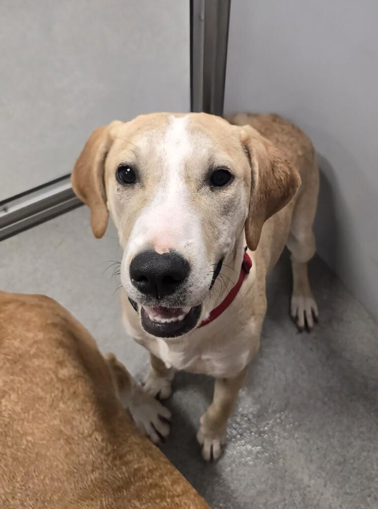 Spare, a Adoptable Hound in Wellington, KS image 3/5