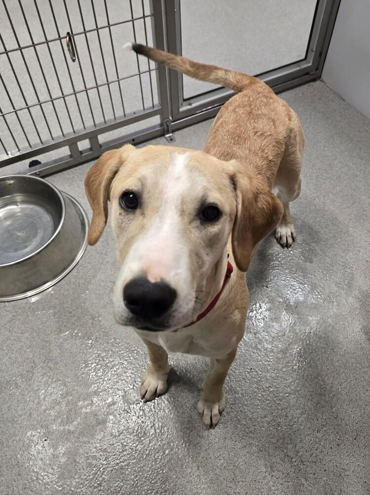 Spare, a Adoptable Hound in Wellington, KS image 4/5