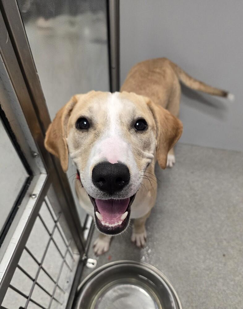 Spare, a Adoptable Hound in Wellington, KS image 5/5