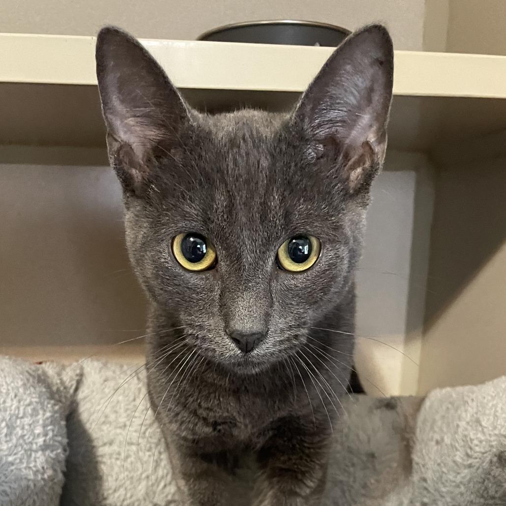 Wybie, Adoptable, Young Male Domestic Short Hair.