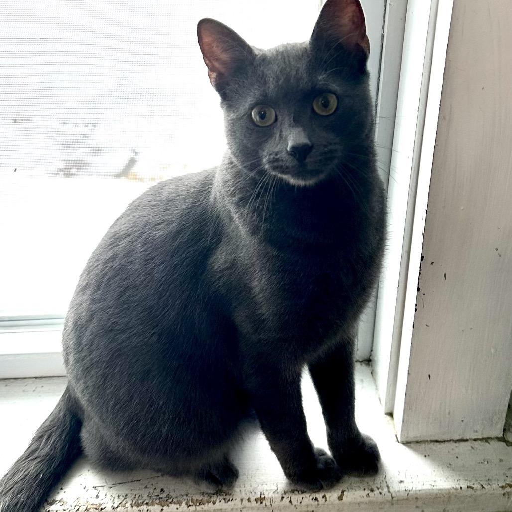 Wybie, a Adoptable Domestic Short Hair in Calverton, NY image 2/3