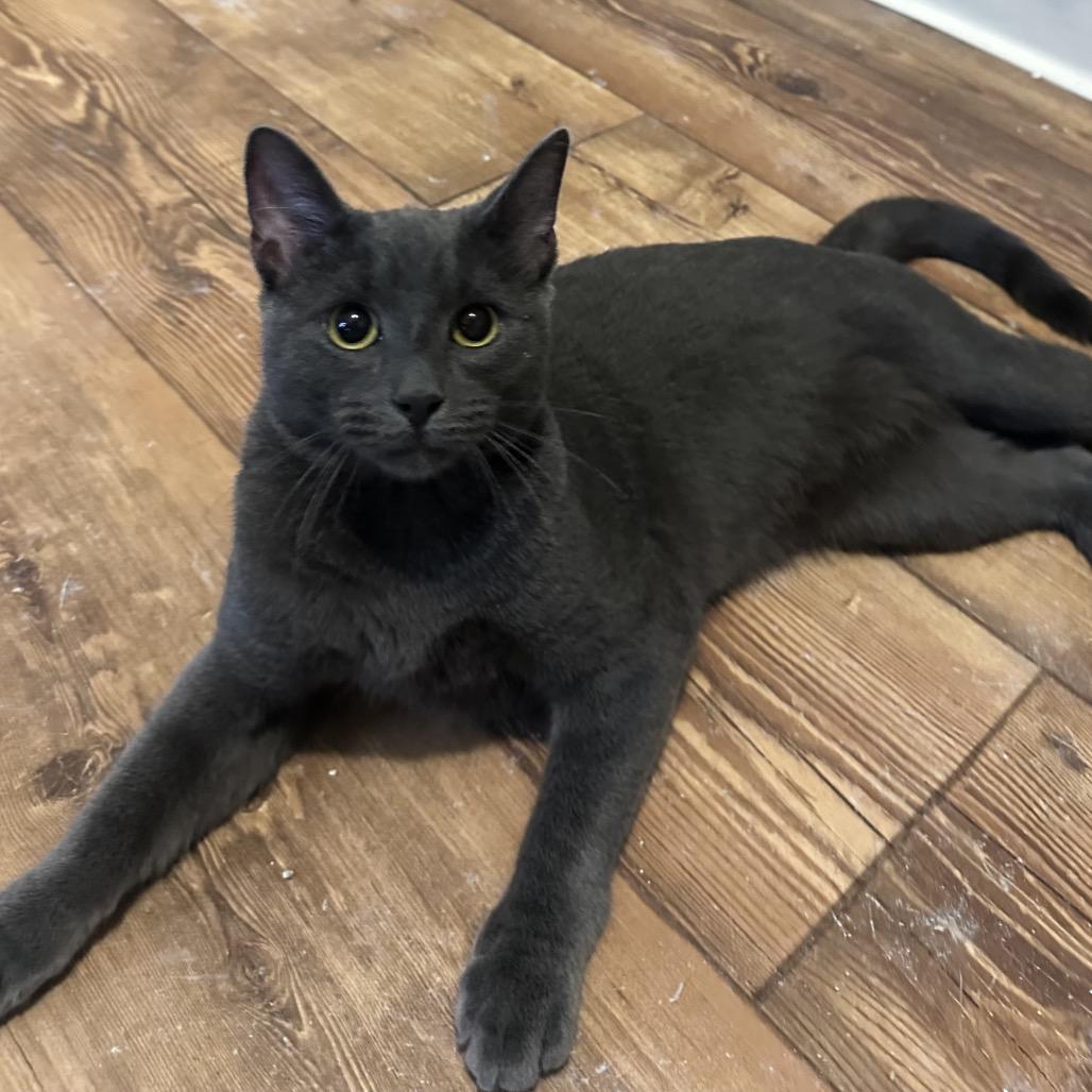 Wybie, a Adoptable Domestic Short Hair in Calverton, NY image 3/3