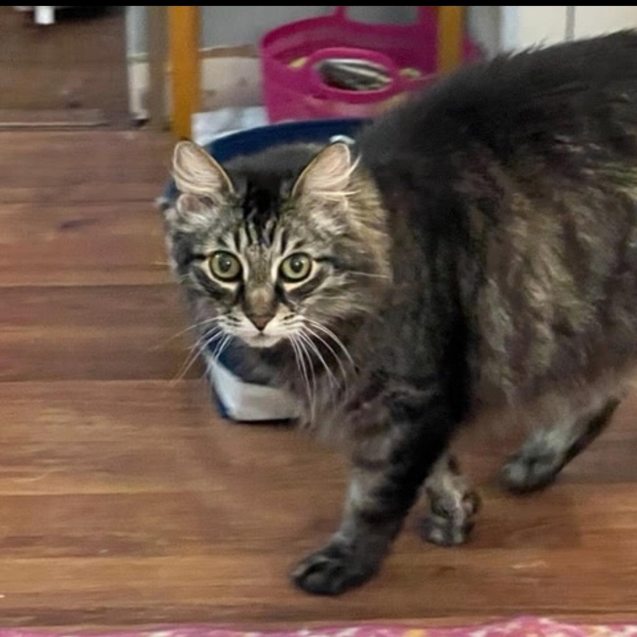 Enlarge Darcy (Bonded with Bingley), a Adoptable mixed breed in Rochester Hills, MI image 4/5