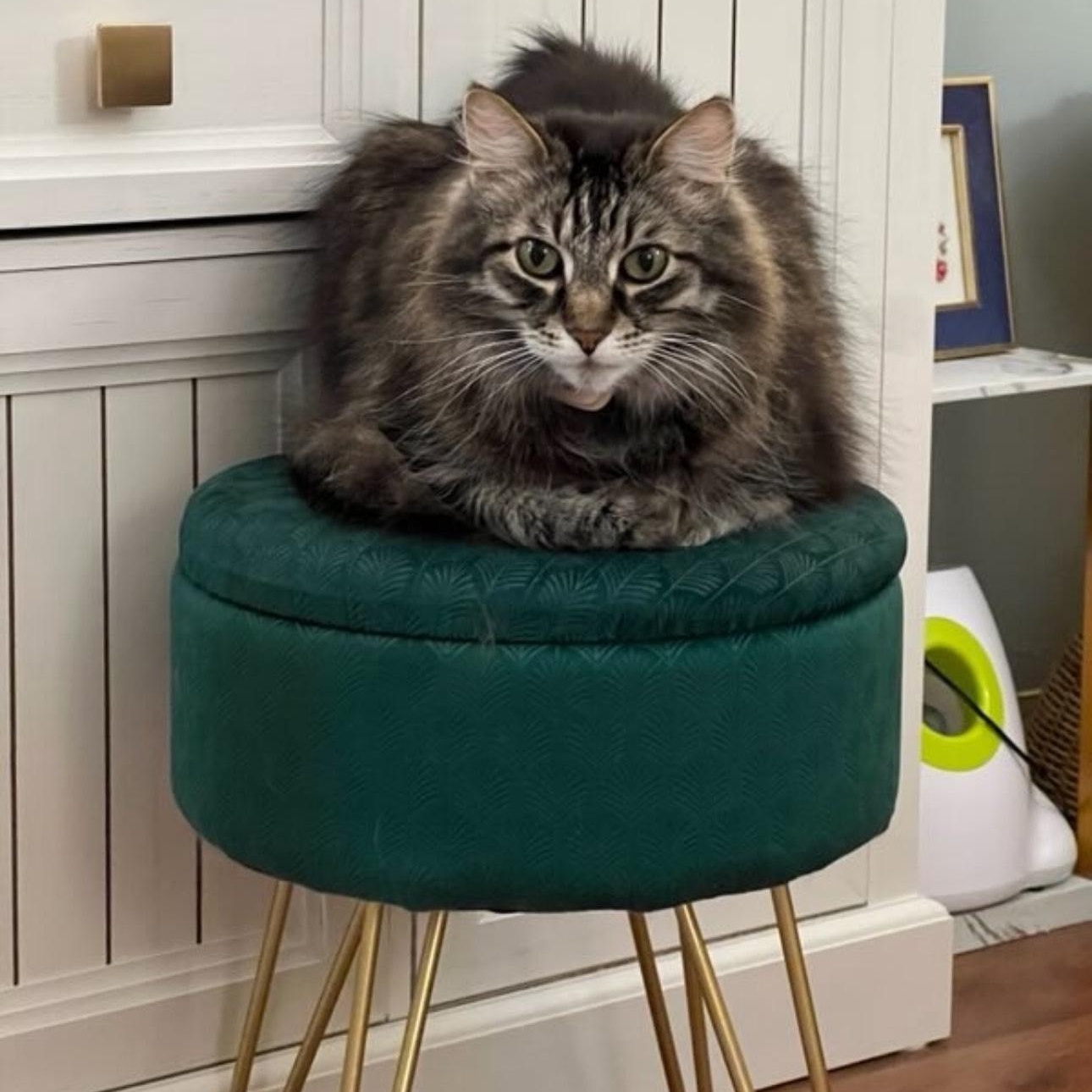 Enlarge Darcy (Bonded with Bingley), a Adoptable mixed breed in Rochester Hills, MI image 2/5