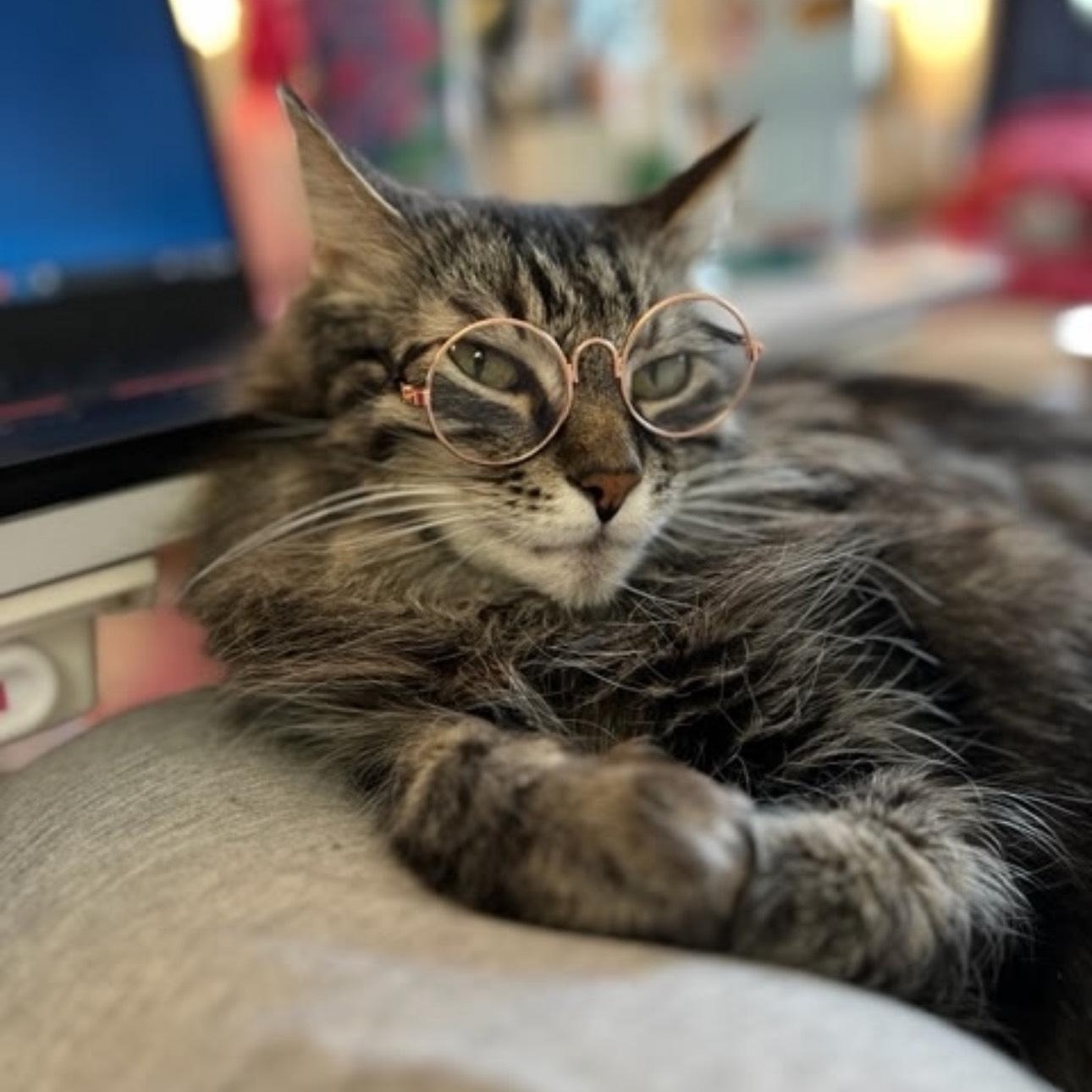 Enlarge Darcy (Bonded with Bingley), a Adoptable mixed breed in Rochester Hills, MI image 1/5