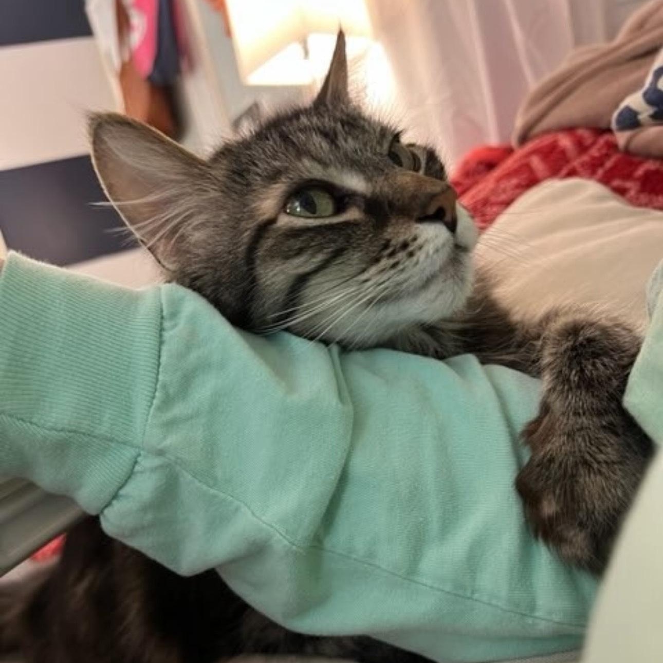 Enlarge Darcy (Bonded with Bingley), a Adoptable mixed breed in Rochester Hills, MI image 3/5