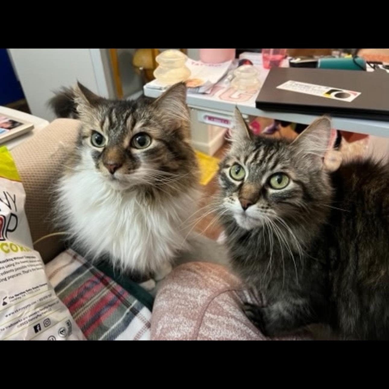 Enlarge Darcy (Bonded with Bingley), a Adoptable mixed breed in Rochester Hills, MI image 5/5