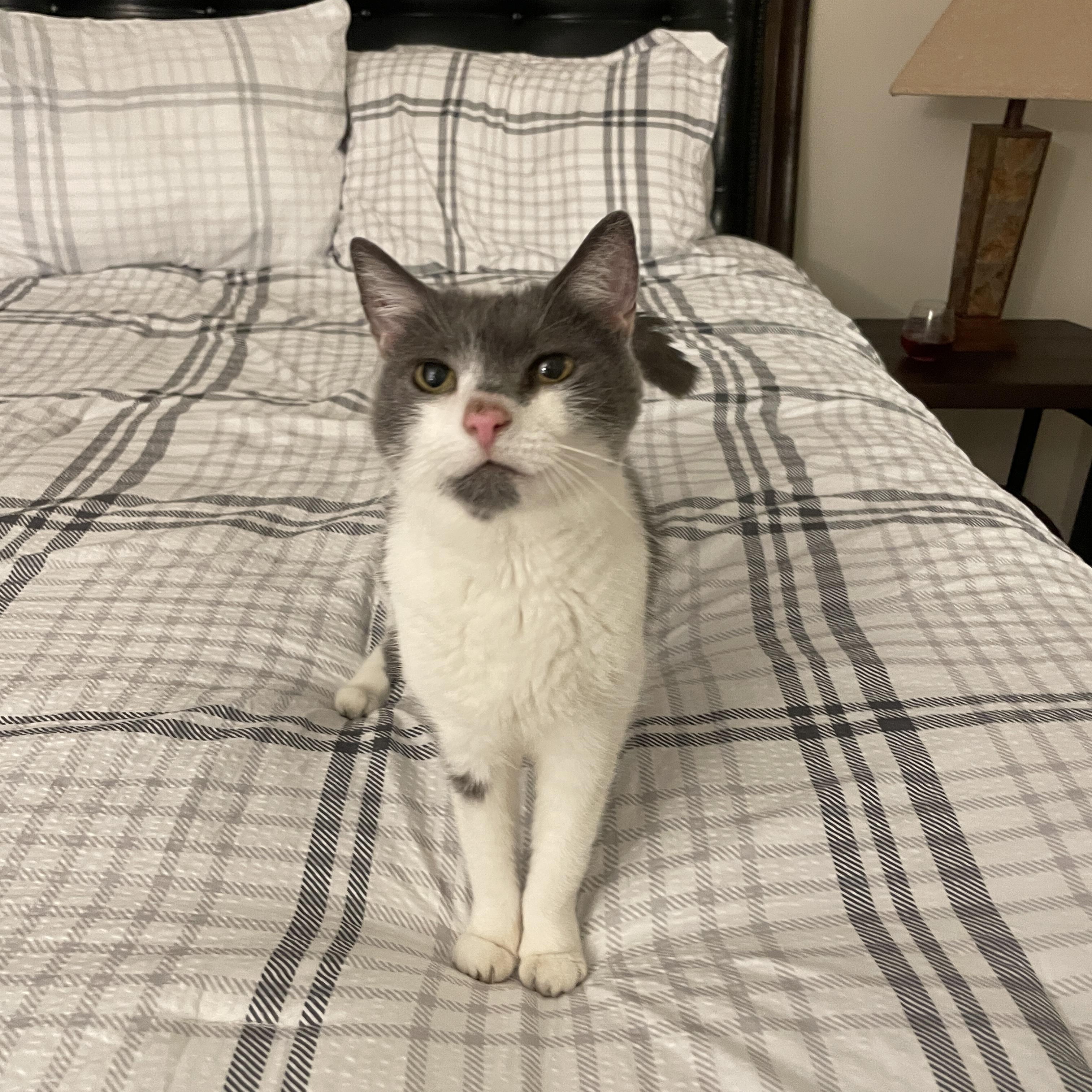 Stinky - A SWEET SMELLING SENIOR GIRL, Adoptable, Senior Female Domestic Short Hair.
