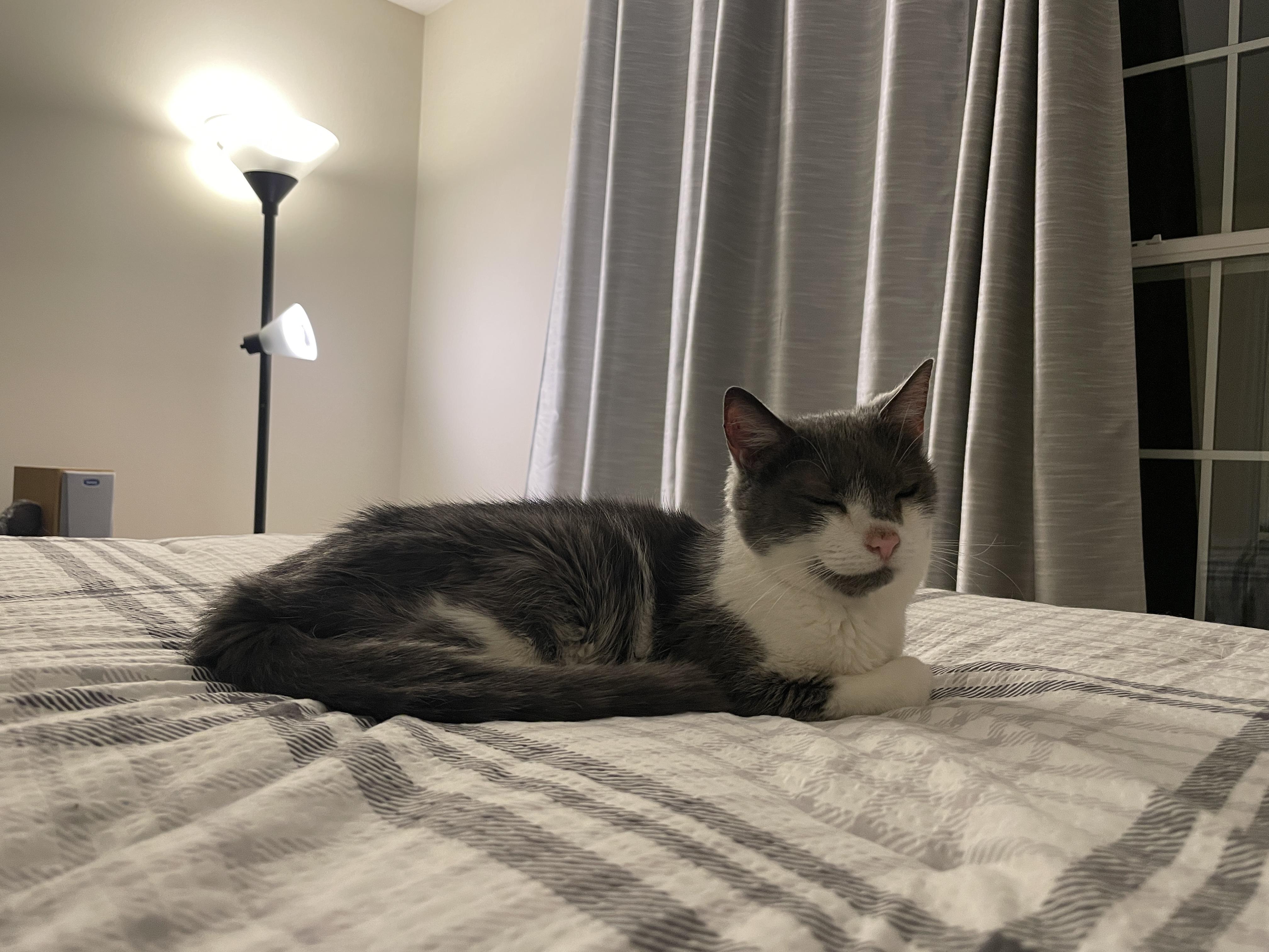 Enlarge Stinky - A SWEET SMELLING SENIOR GIRL, a Adoptable Domestic Short Hair in Bristow, VA image 2/3