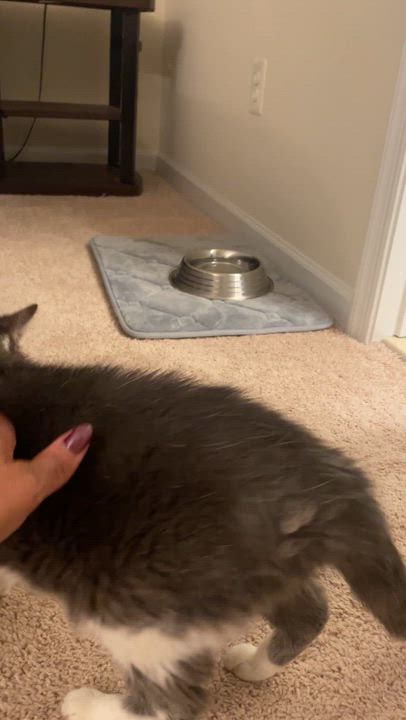 Enlarge Stinky - A SWEET SMELLING SENIOR GIRL, a Adoptable Domestic Short Hair in Bristow, VA video 3/3