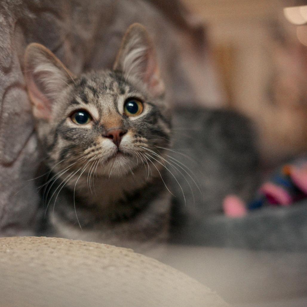 Bubbles, Adoptable, Kitten Female Domestic Short Hair.