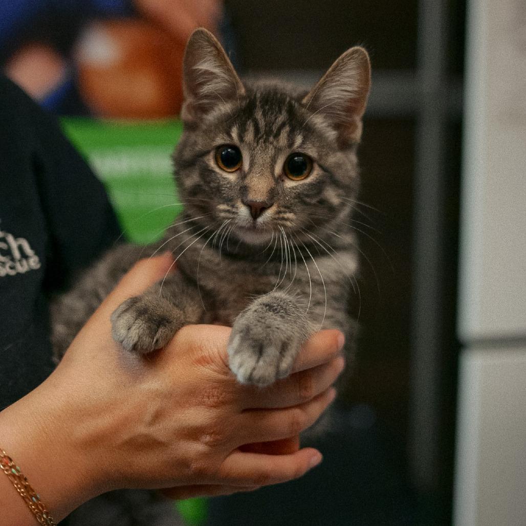 Enlarge Bubbles, a Adoptable Domestic Short Hair in Fairfield, CA image 3/3