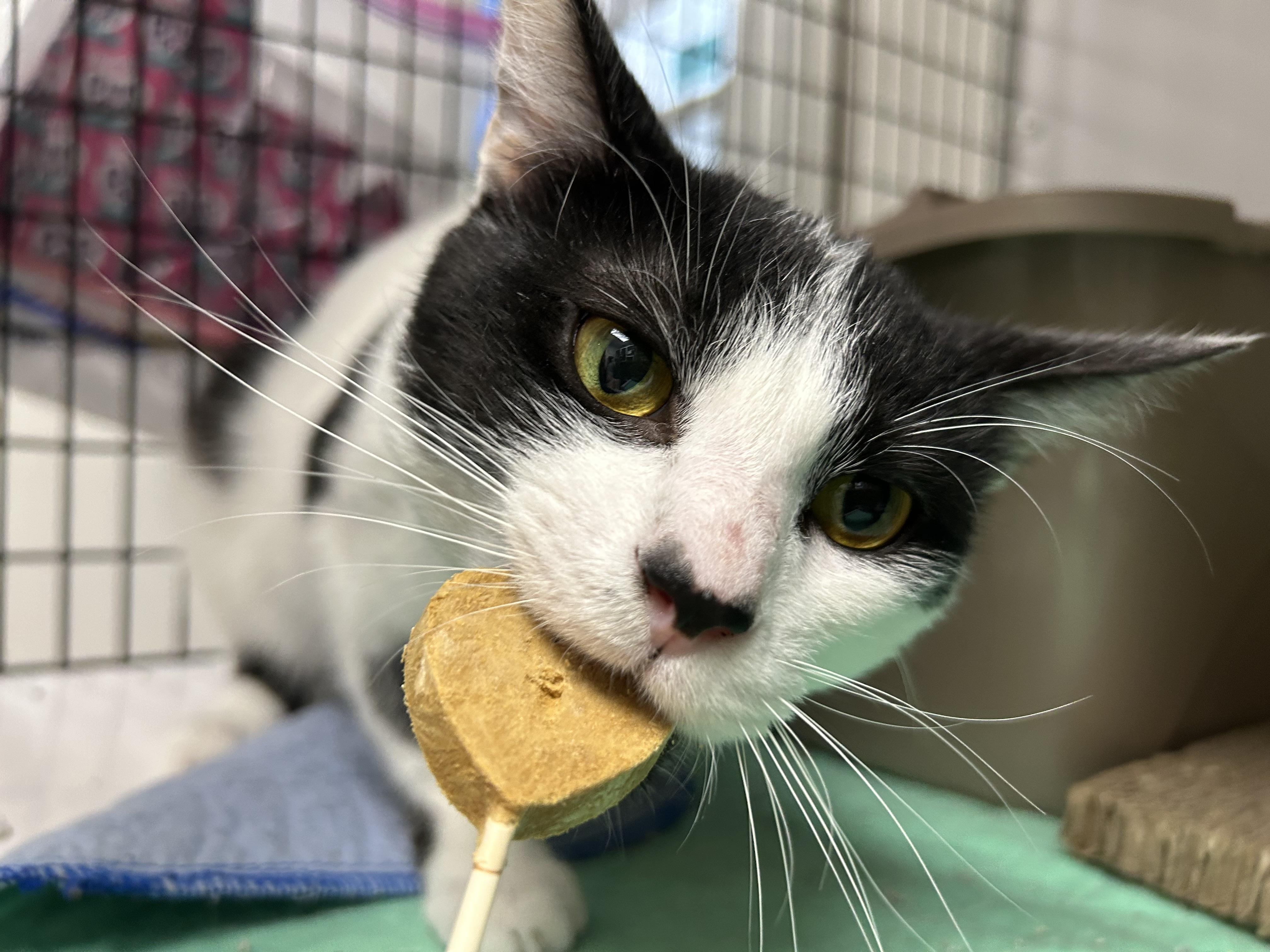 Wren, a Adoptable Domestic Short Hair in White Oak, PA image 1/3