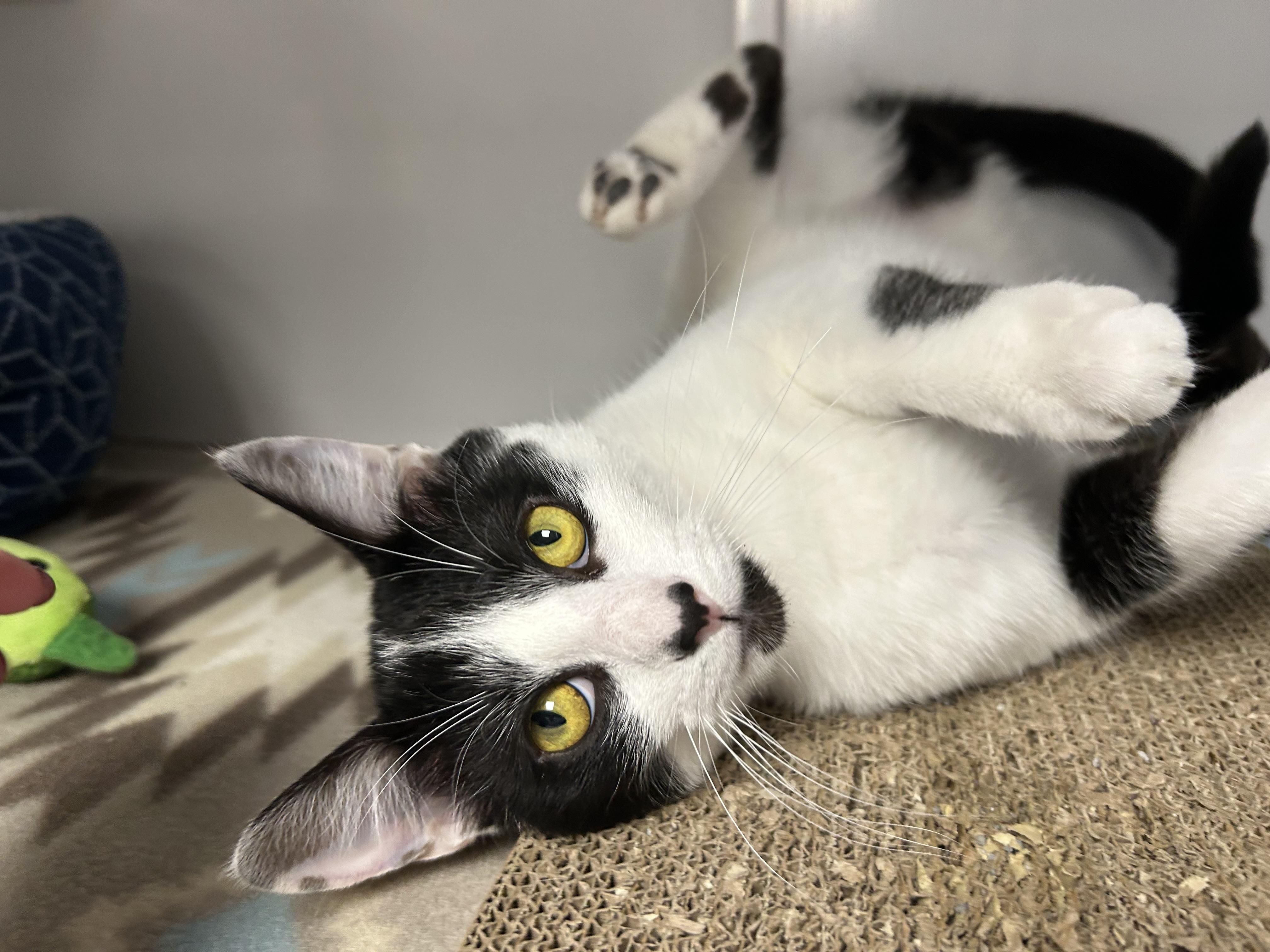Enlarge Wren, a Adoptable Domestic Short Hair in White Oak, PA image 1/6