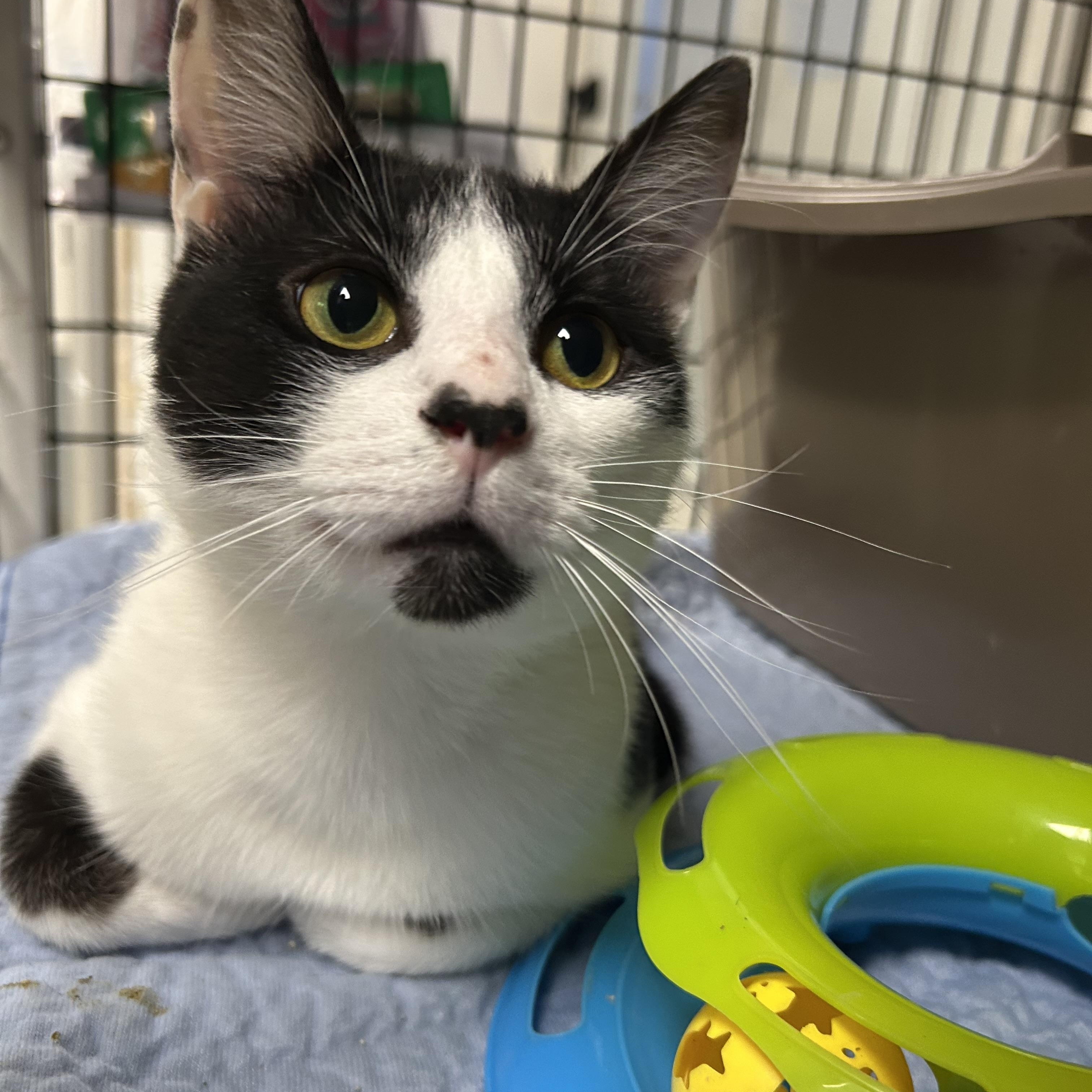 Wren, a Adoptable Domestic Short Hair in White Oak, PA image 2/3