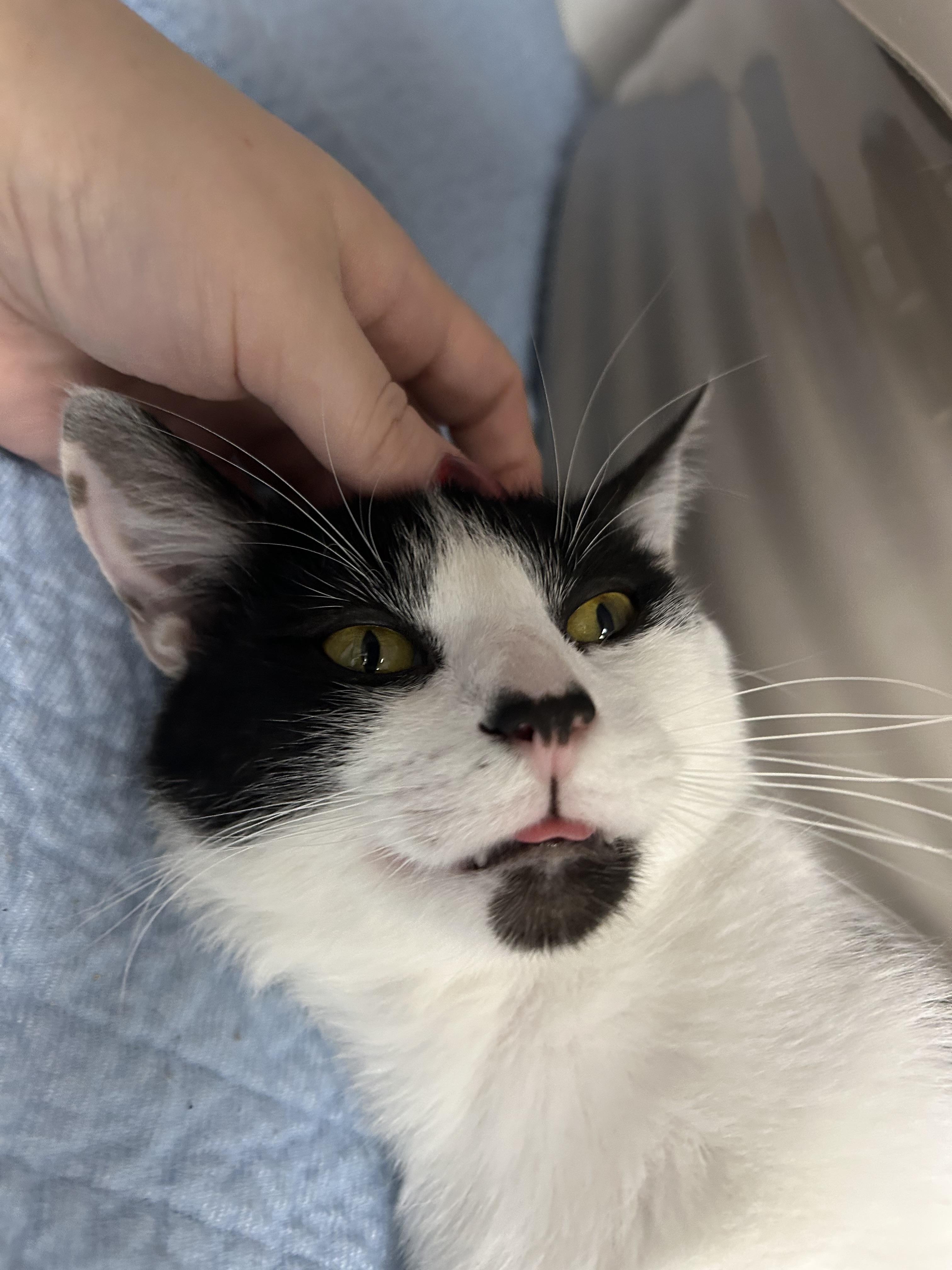 Enlarge Wren, a Adoptable Domestic Short Hair in White Oak, PA image 4/6