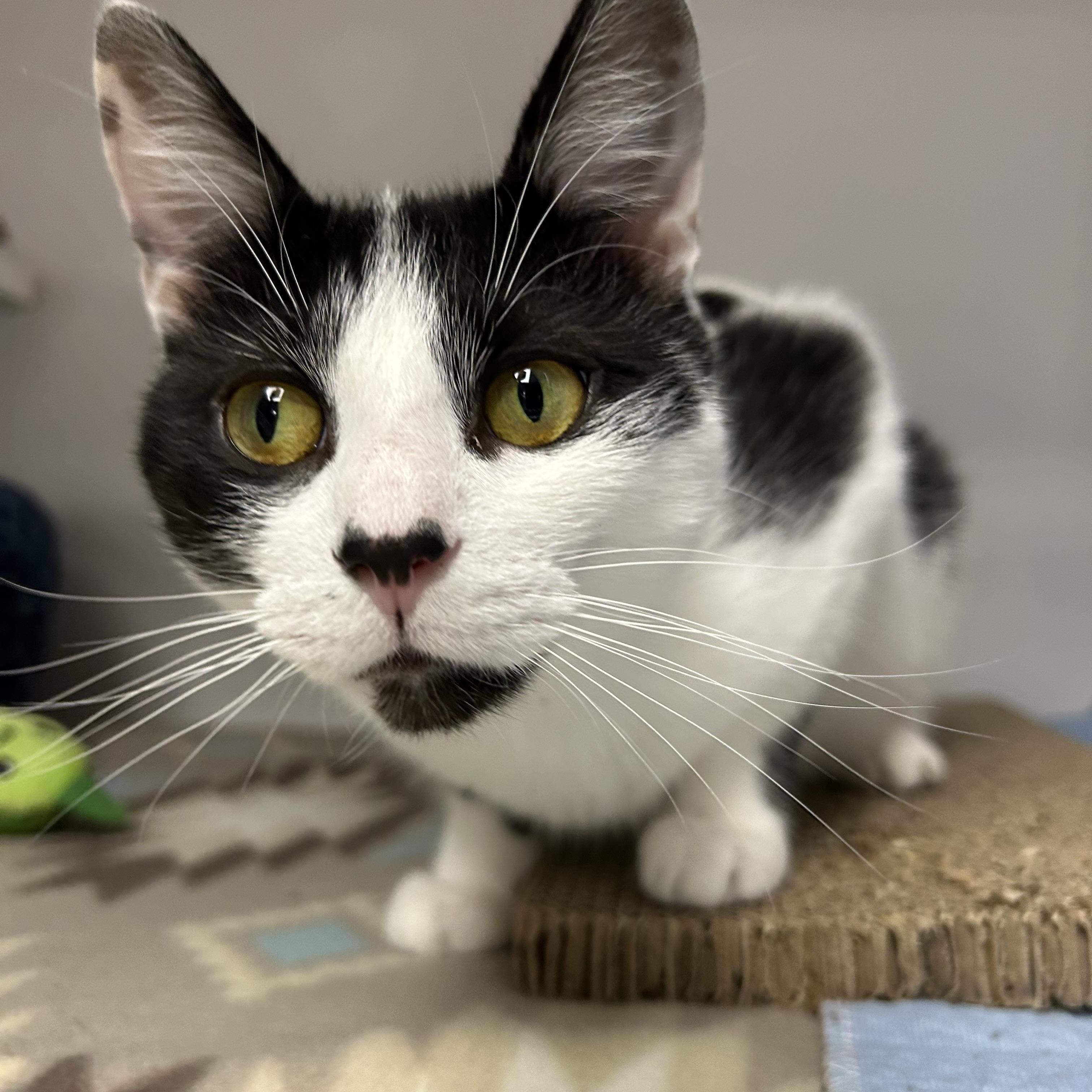 Enlarge Wren, a Adoptable Domestic Short Hair in White Oak, PA image 6/6