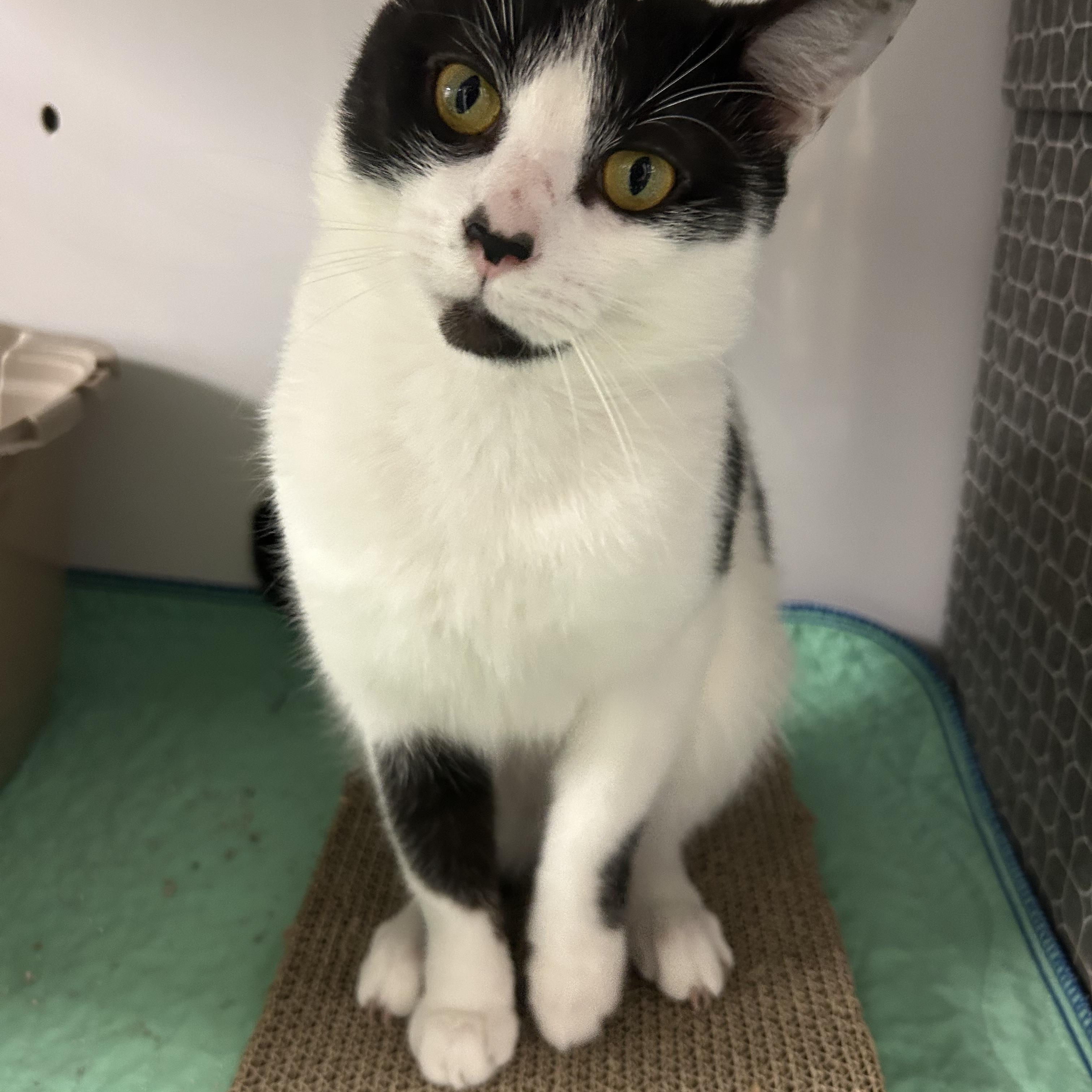 Wren, a Adoptable Domestic Short Hair in White Oak, PA image 3/3