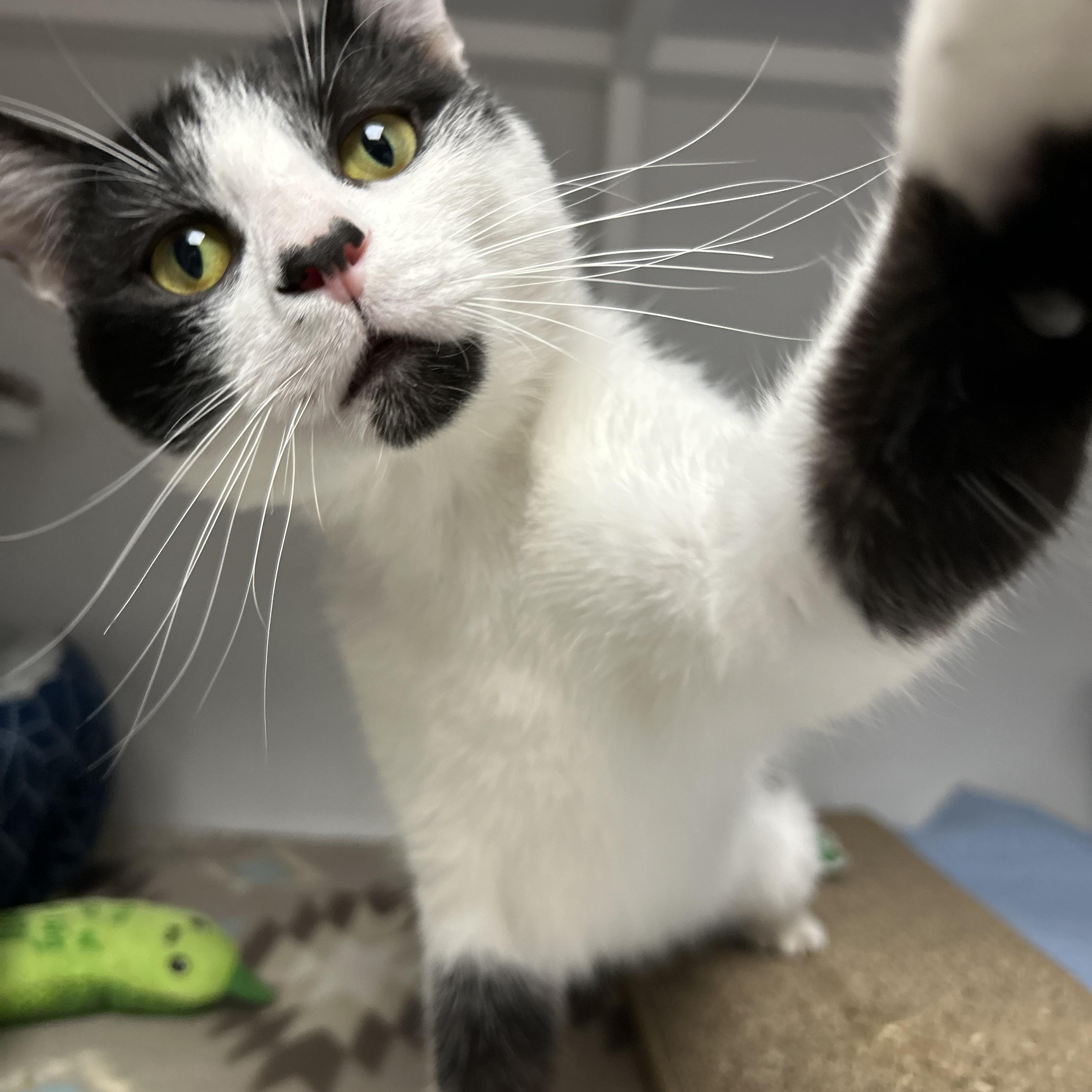 Enlarge Wren, a Adoptable Domestic Short Hair in White Oak, PA image 2/6