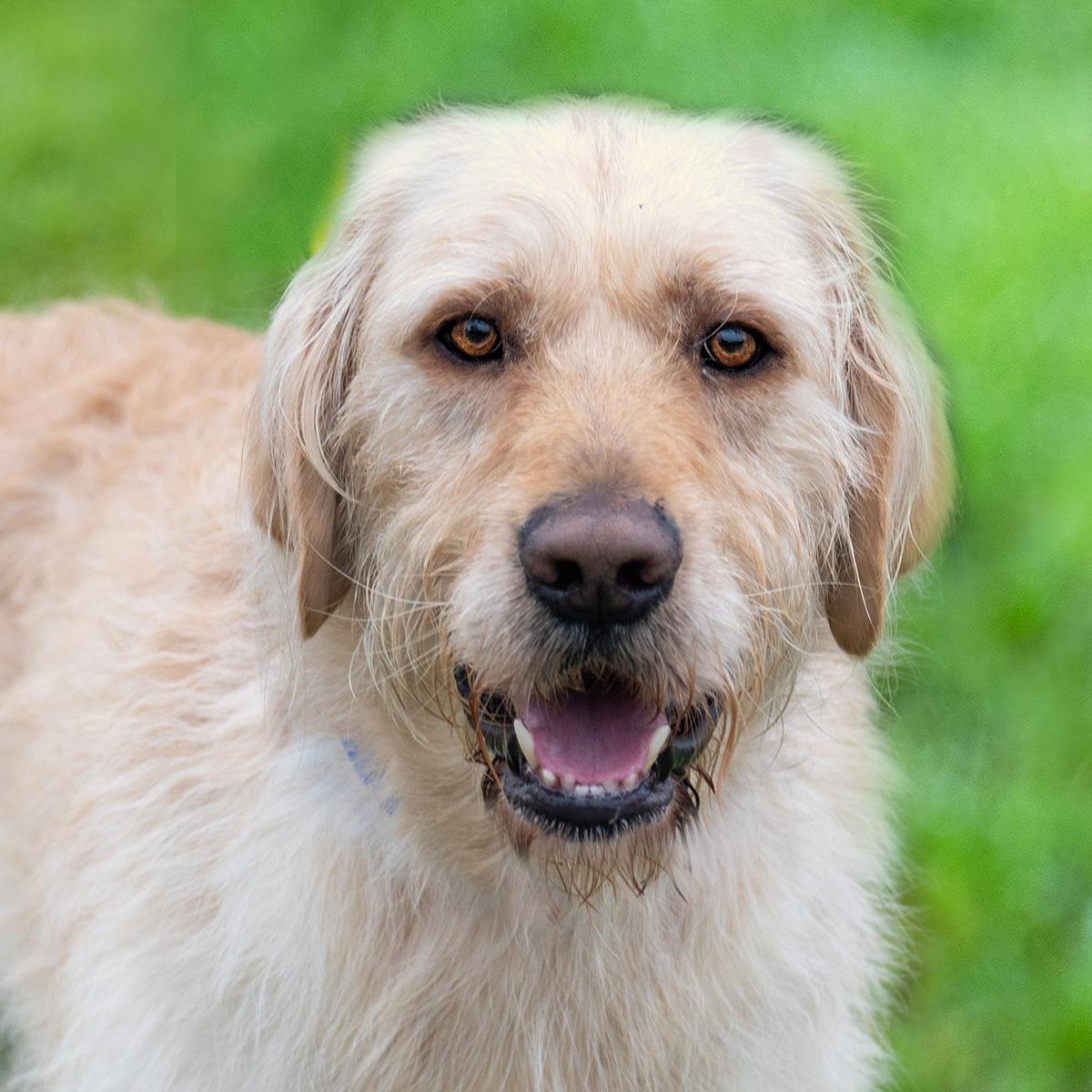 Enlarge Lake, a ADOPTABLE Goldendoodle in Elverta, CA image 2/3