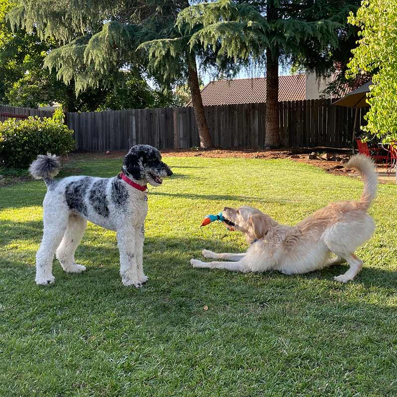 Enlarge Lake, a ADOPTABLE Labradoodle in Elverta, CA image 5/5