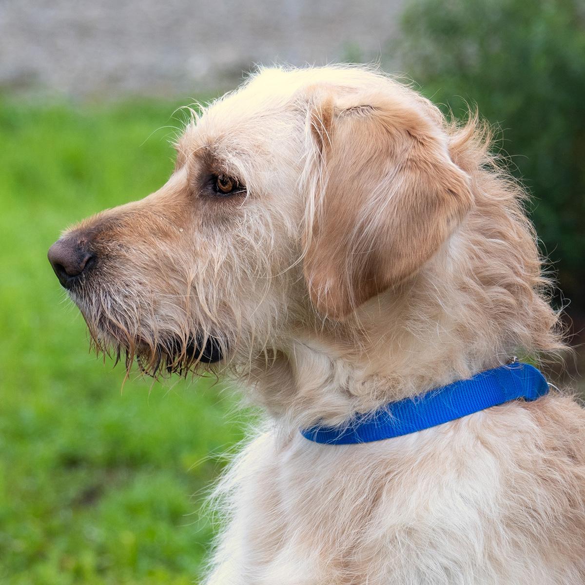 Enlarge Lake, a ADOPTABLE Goldendoodle in Elverta, CA image 3/3