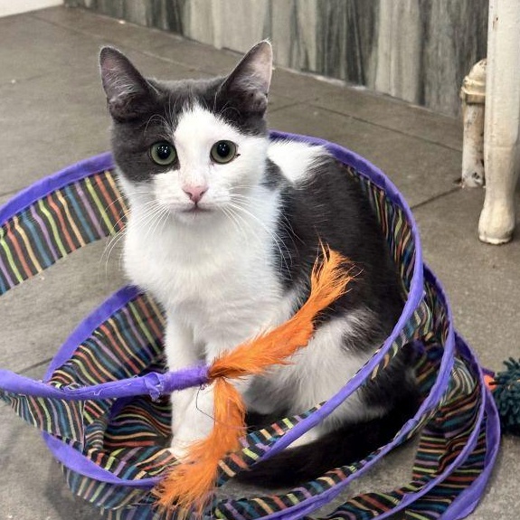 Enlarge Relish, a Adoptable mixed breed in Woodbury, NJ image 2/6