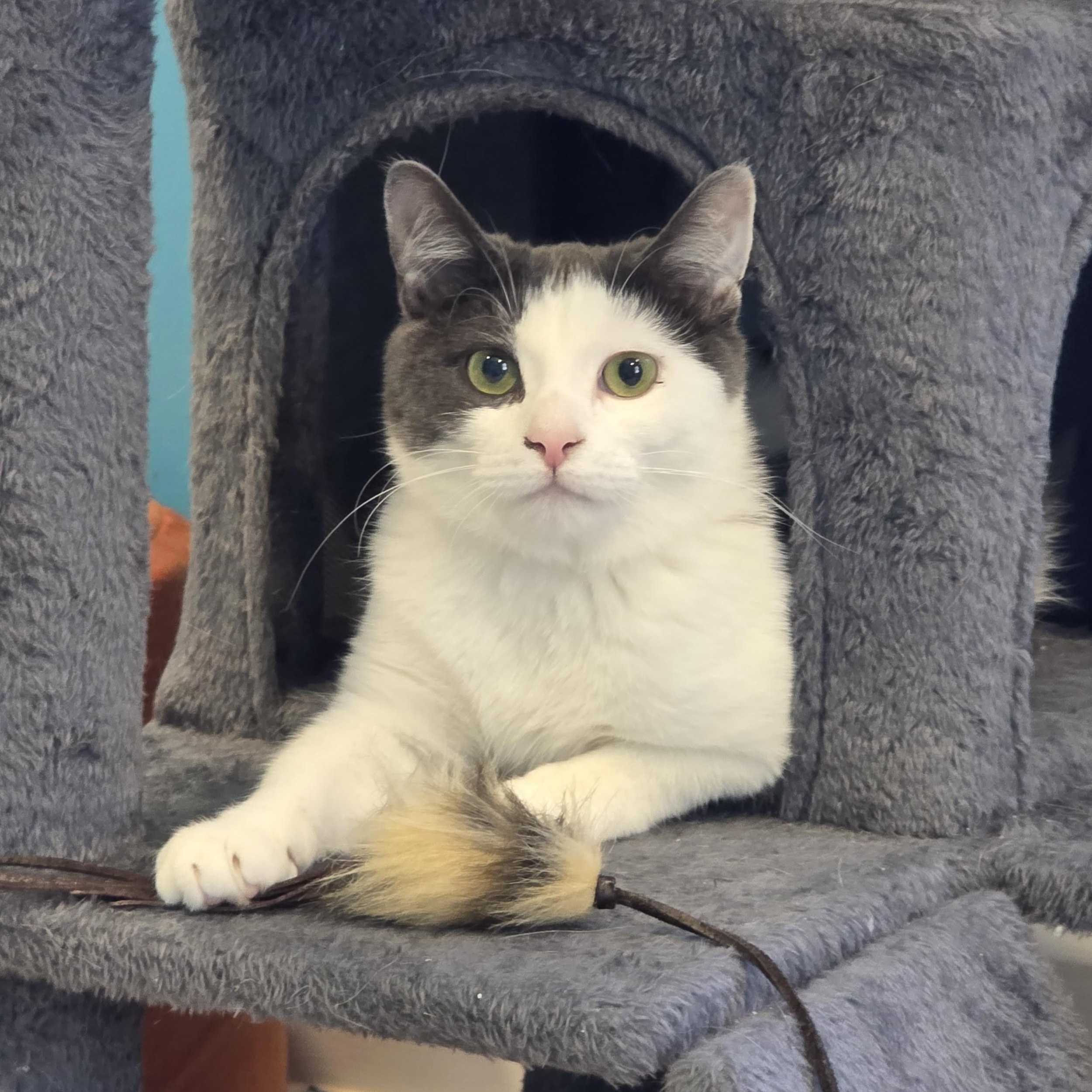 Relish, Adoptable, Young Female Domestic Short Hair.