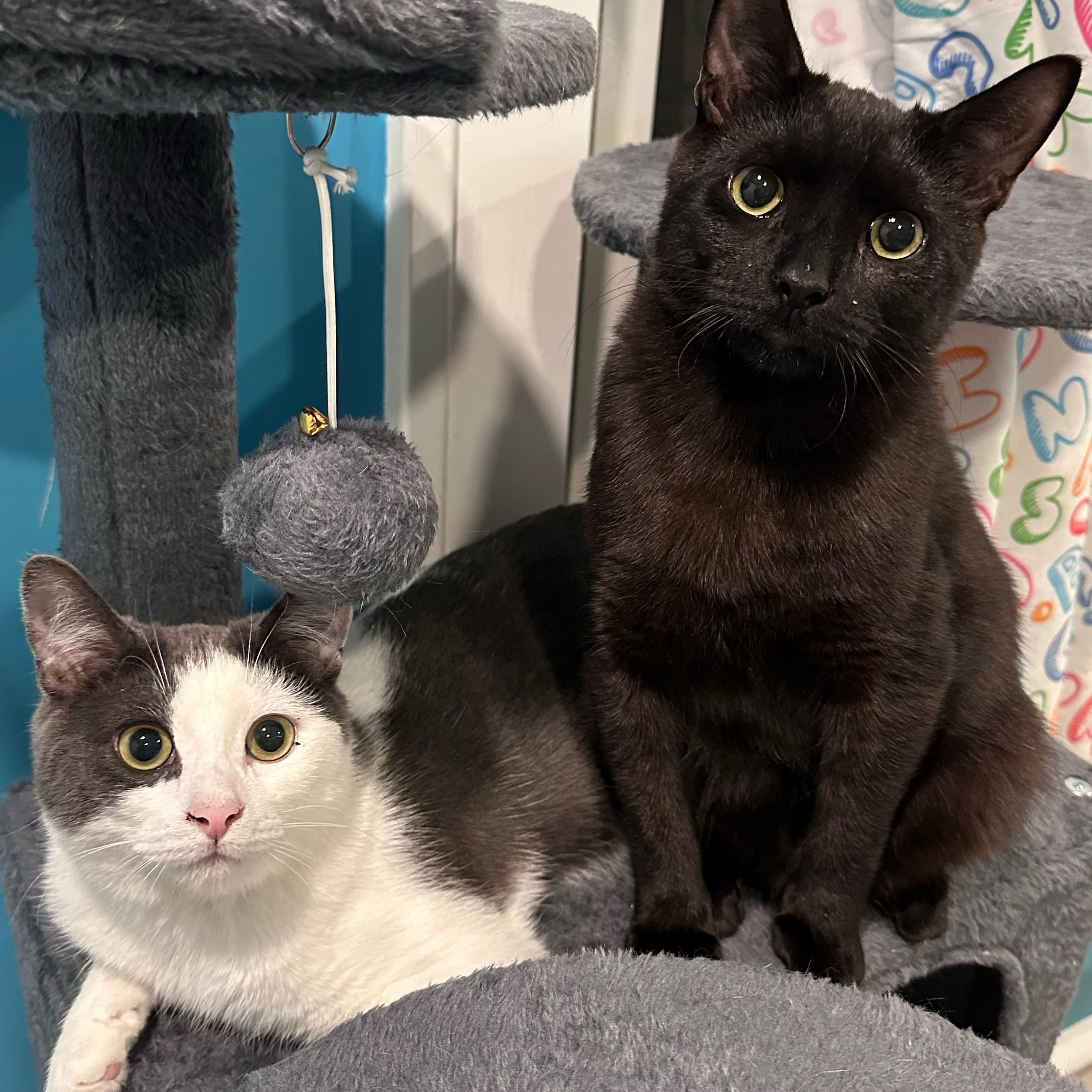 Enlarge Relish, a Adoptable mixed breed in Woodbury, NJ image 5/6