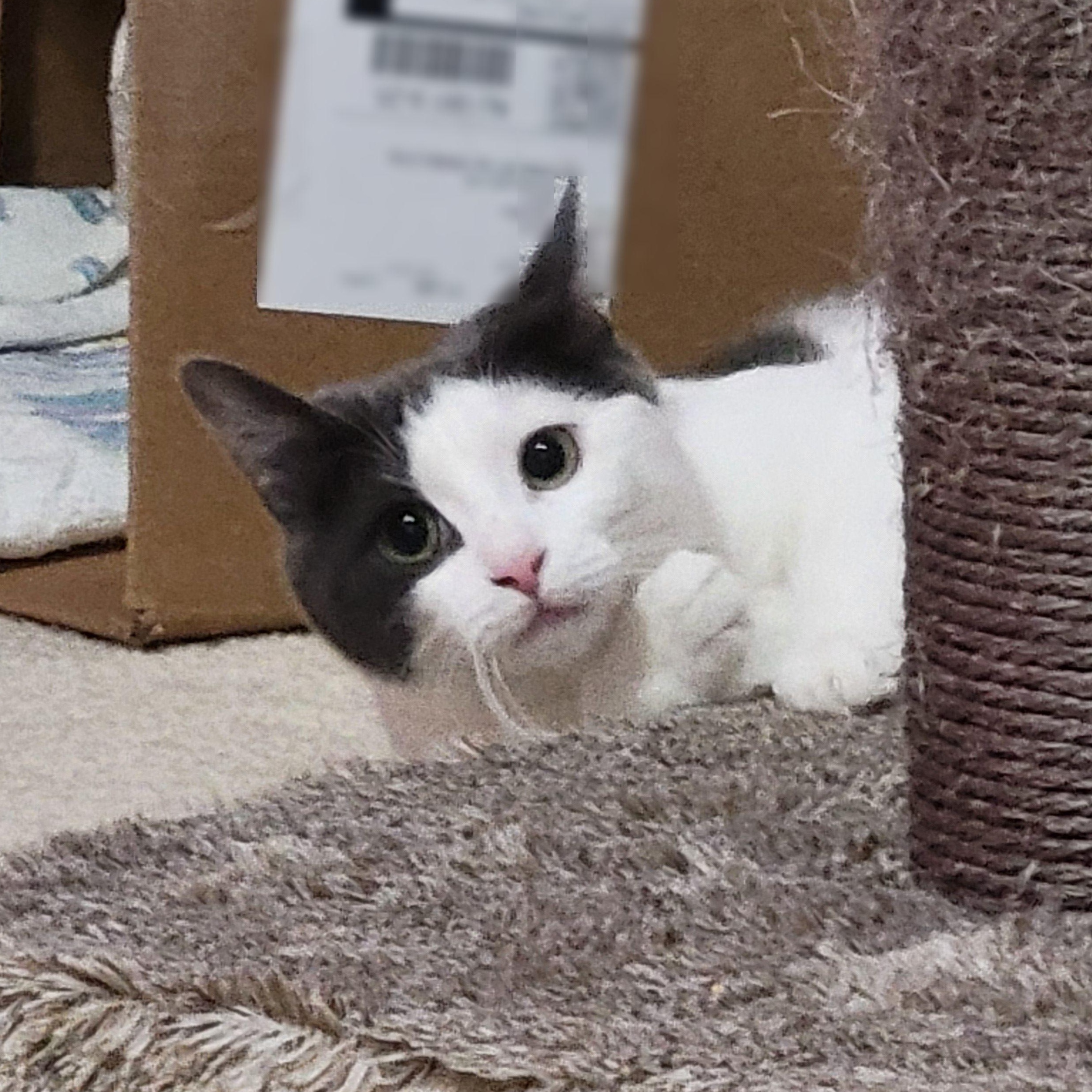 Enlarge Relish, a Adoptable mixed breed in Woodbury, NJ image 3/6